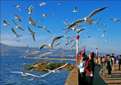 佛山到昆明物流專(zhuān)線(xiàn)|佛山到昆明物流公司|佛山到昆明貨運(yùn)專(zhuān)線(xiàn)